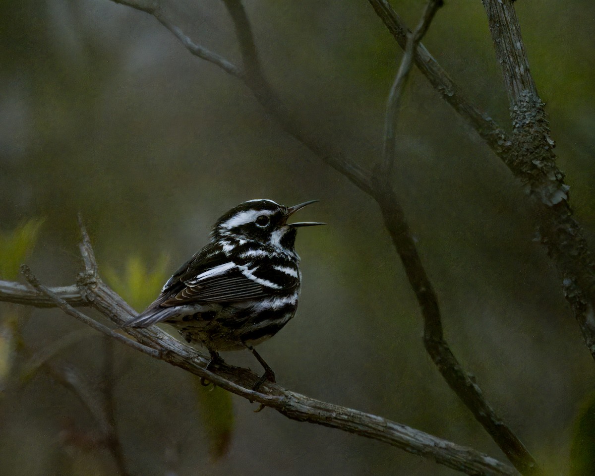 Black-and-white Warbler - ML618746766