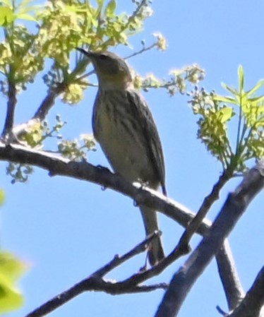 Cape May Warbler - ML618746792