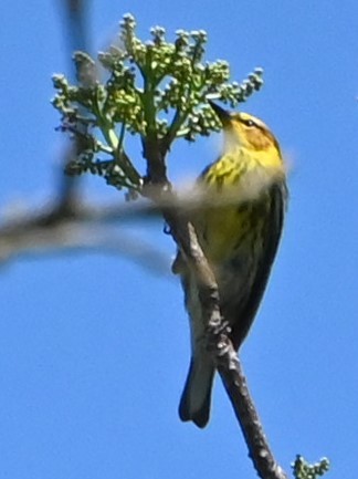 Cape May Warbler - ML618746793
