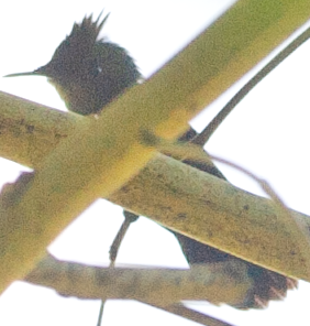 Antillean Crested Hummingbird - ML618746794