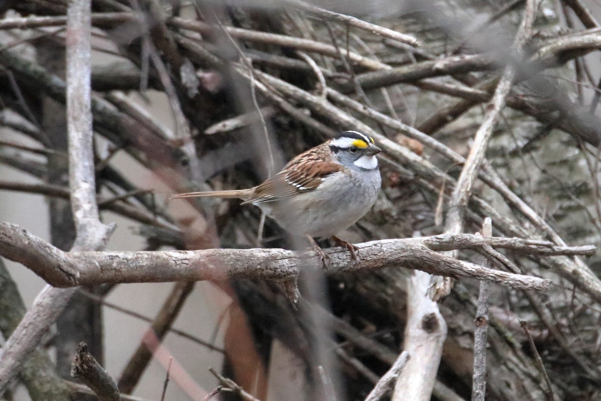 White-throated Sparrow - ML618746798
