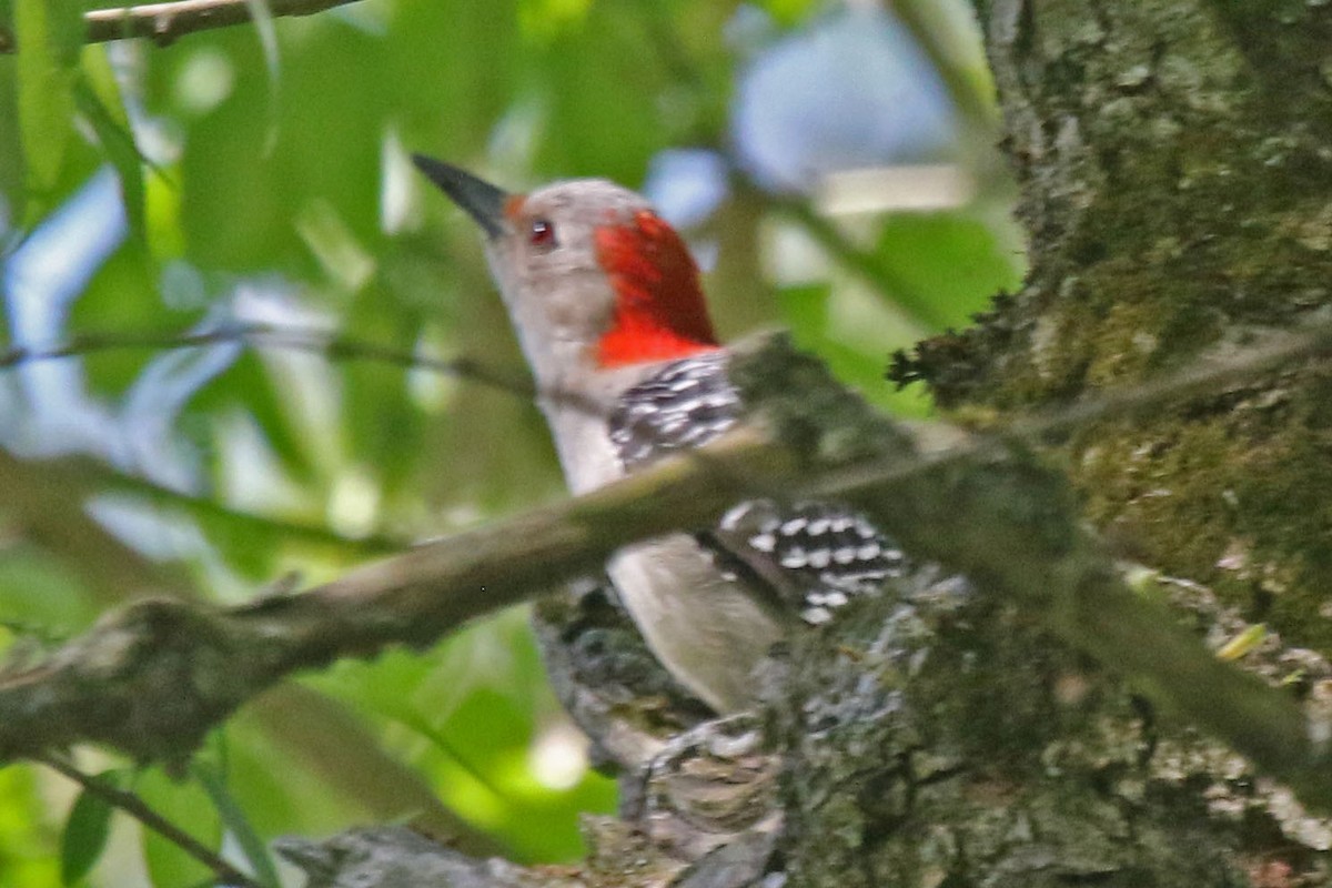 Red-bellied Woodpecker - ML618746816