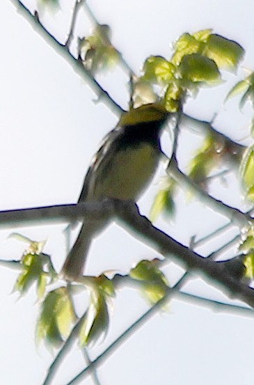 Black-throated Green Warbler - ML618746841