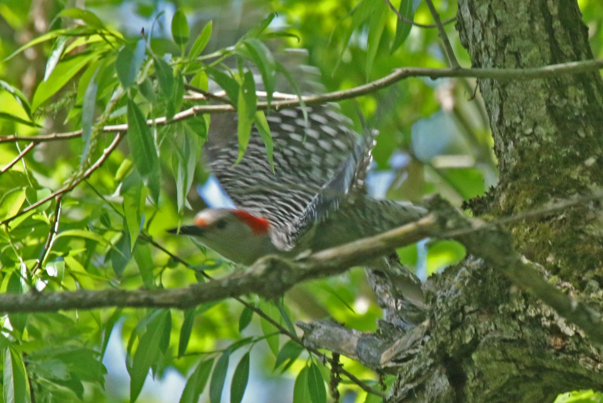 Red-bellied Woodpecker - ML618746845