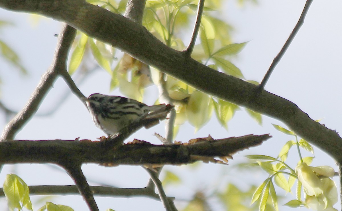 Black-and-white Warbler - cammy kaynor