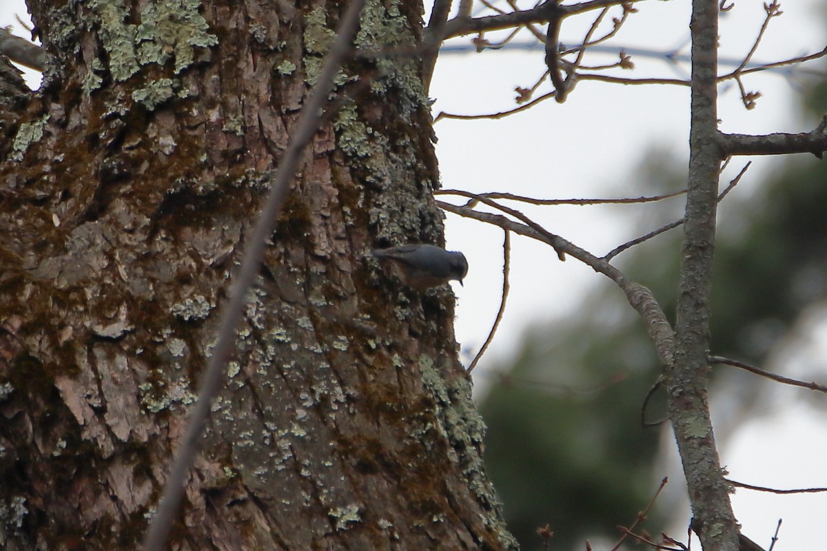 Red-breasted Nuthatch - ML618746875