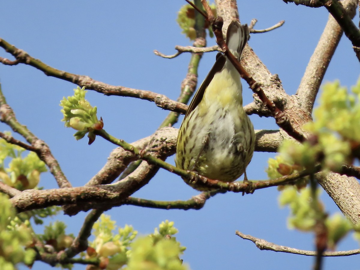 Cape May Warbler - ML618746883