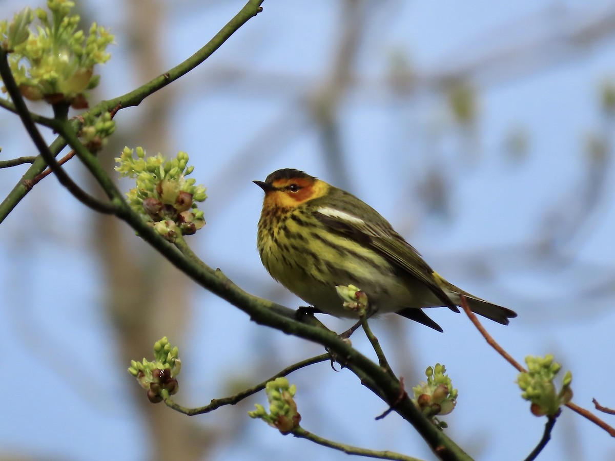 Cape May Warbler - ML618746885