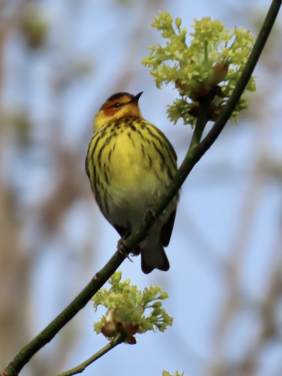 Cape May Warbler - ML618746886