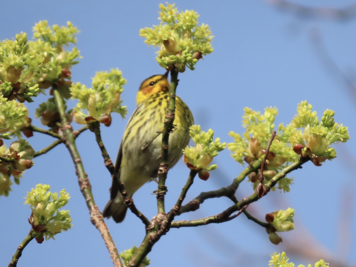 Cape May Warbler - ML618746888