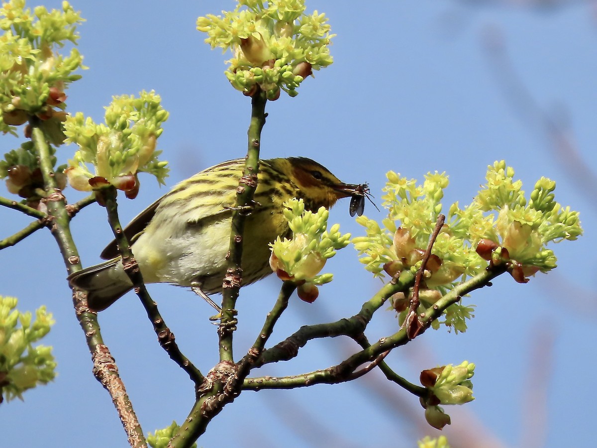 Cape May Warbler - ML618746889