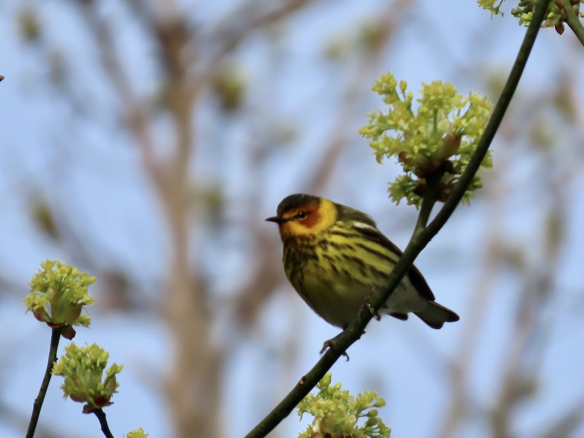 Cape May Warbler - ML618746891