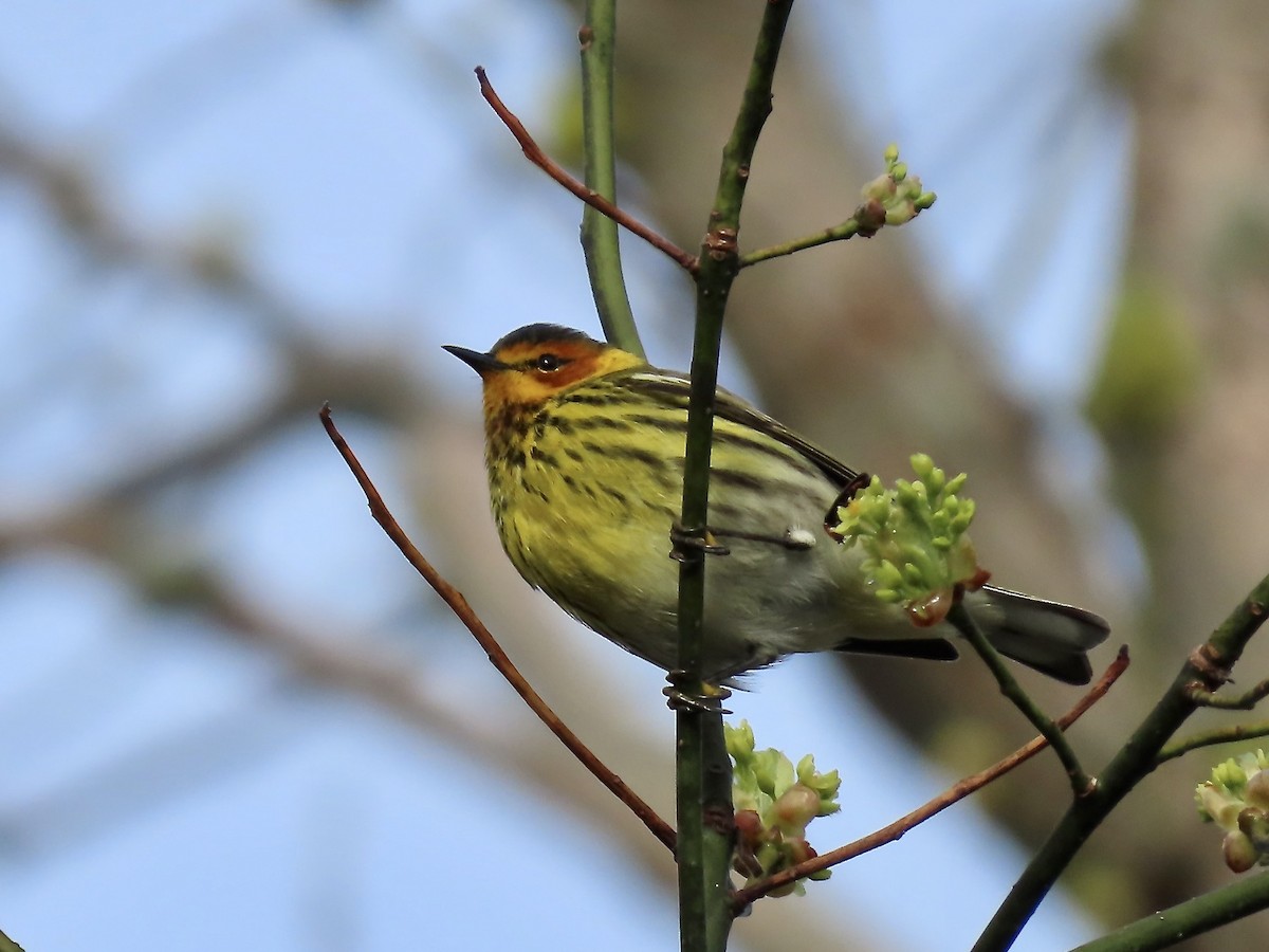 Cape May Warbler - ML618746893
