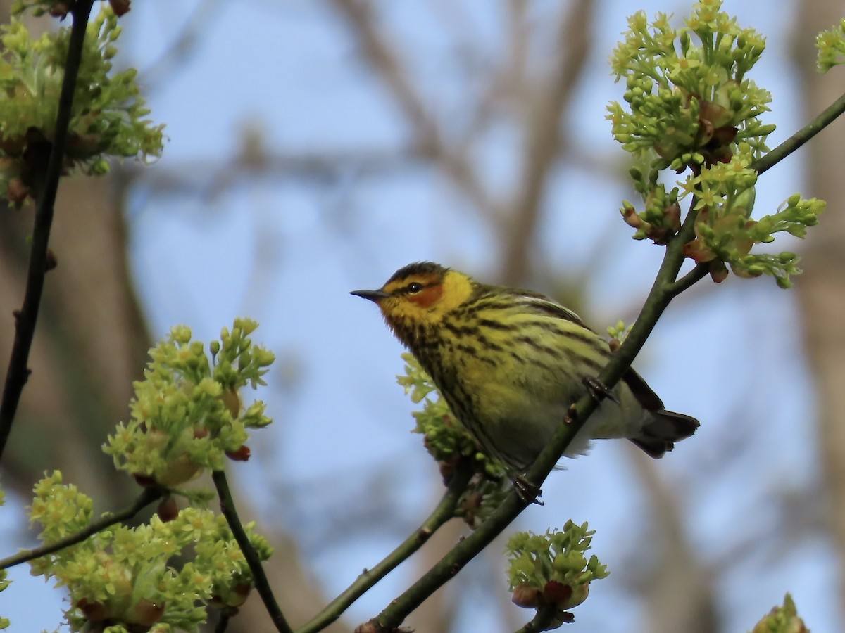 Cape May Warbler - ML618746894