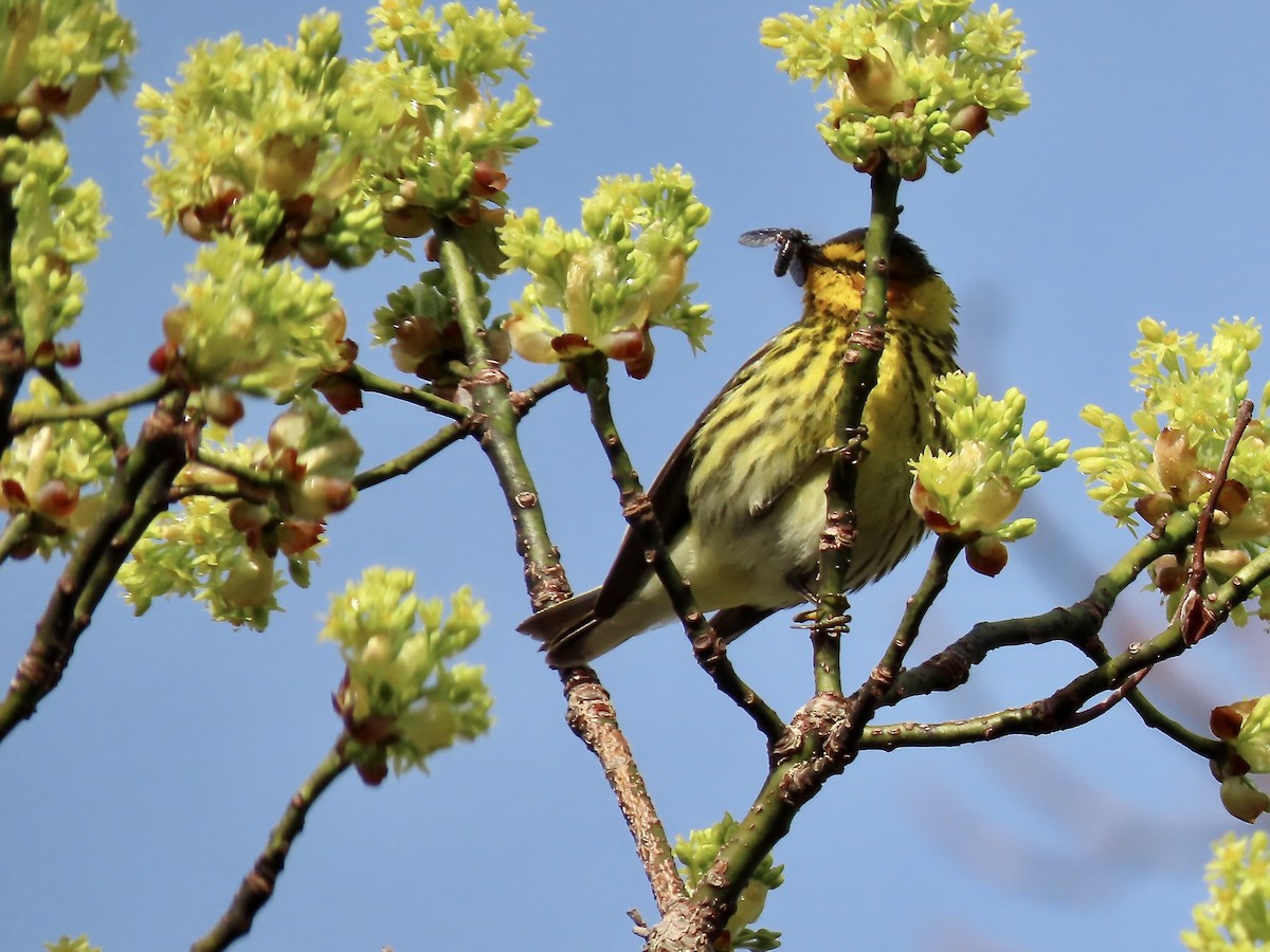 Cape May Warbler - ML618746895