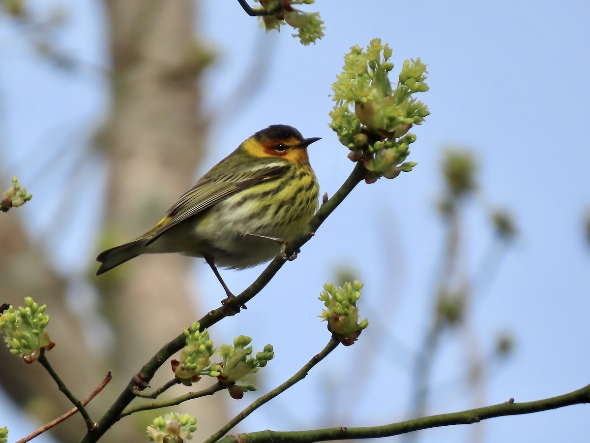 Cape May Warbler - ML618746896