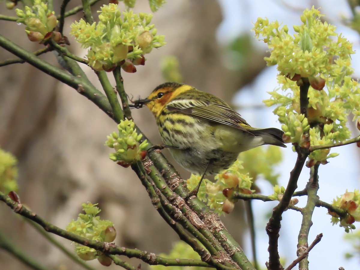 Cape May Warbler - ML618746897