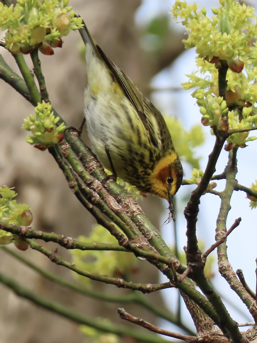 Cape May Warbler - ML618746898