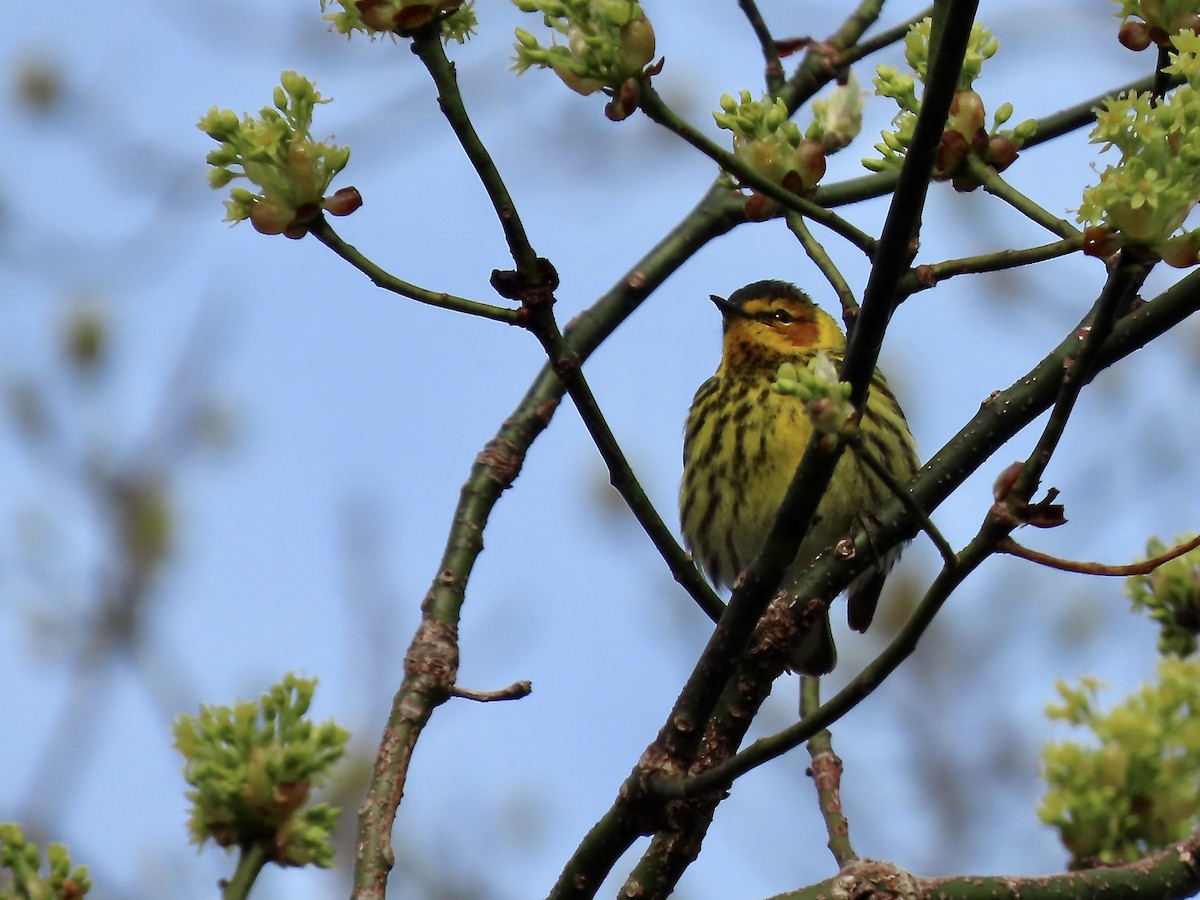 Cape May Warbler - ML618746900