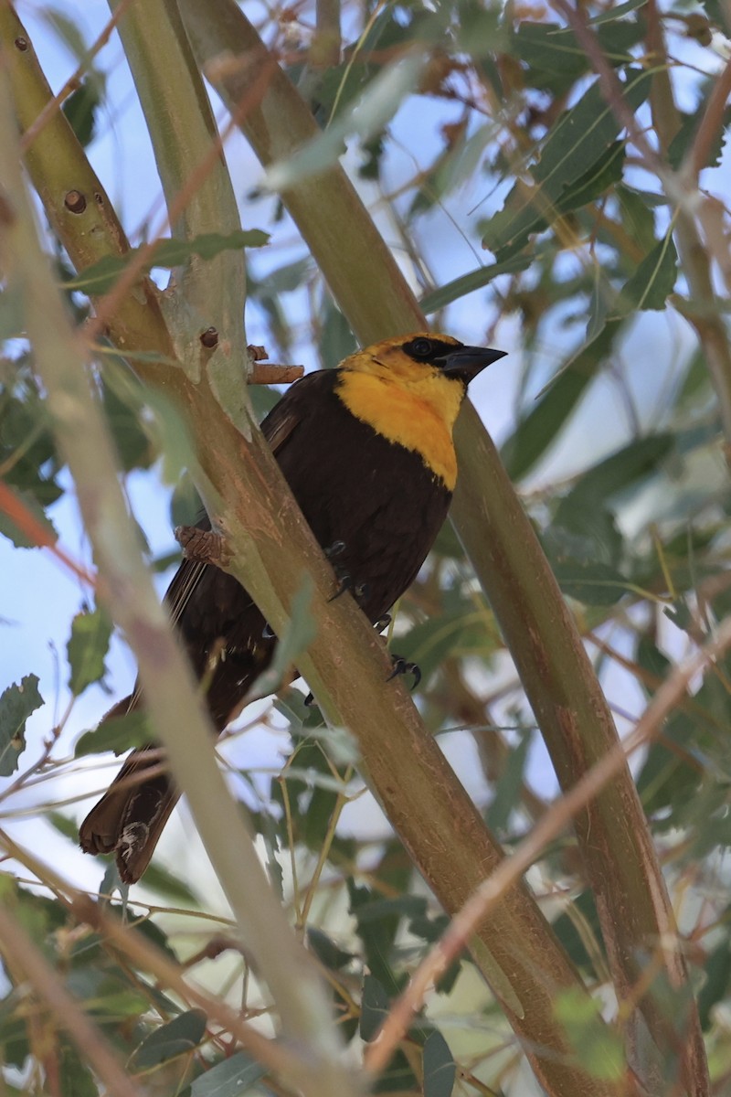 Yellow-headed Blackbird - ML618746909