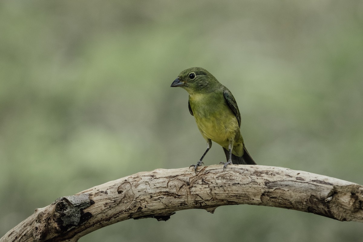 Painted Bunting - ML618746912