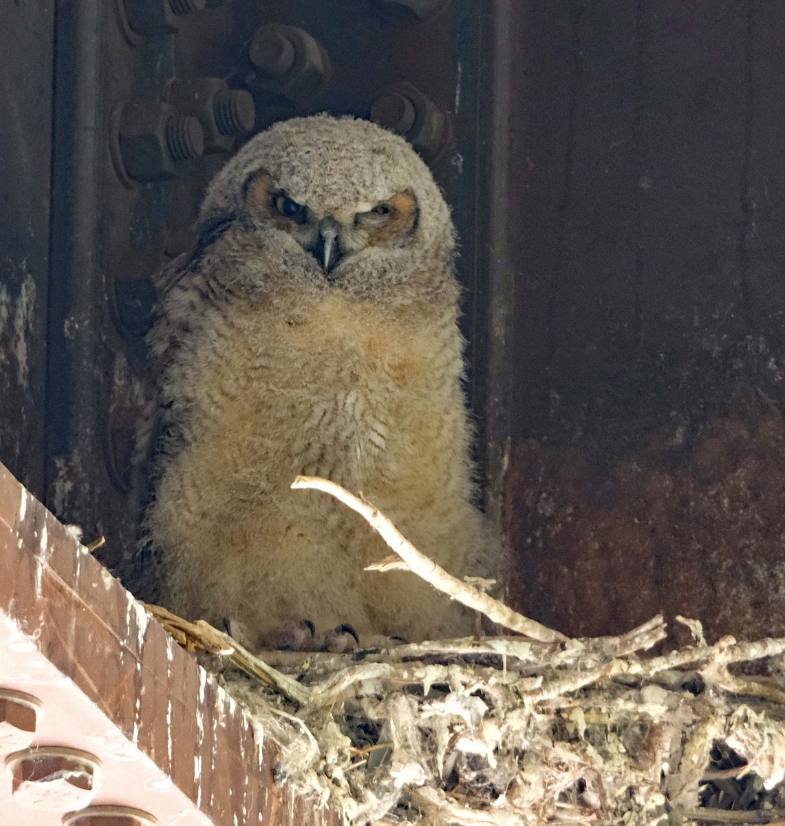 Great Horned Owl - ML618746925