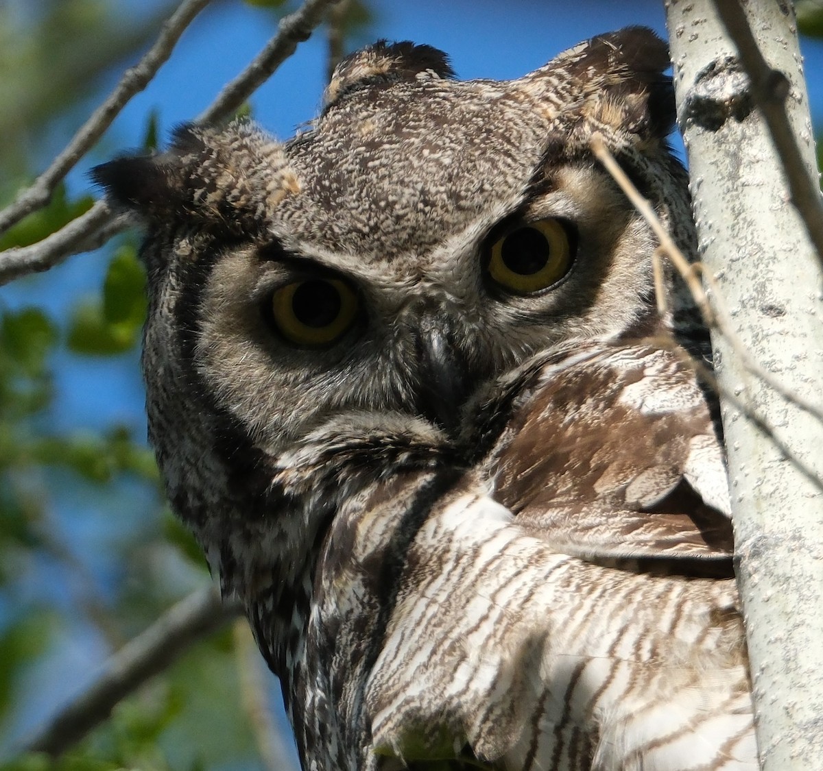 Great Horned Owl - ML618746926