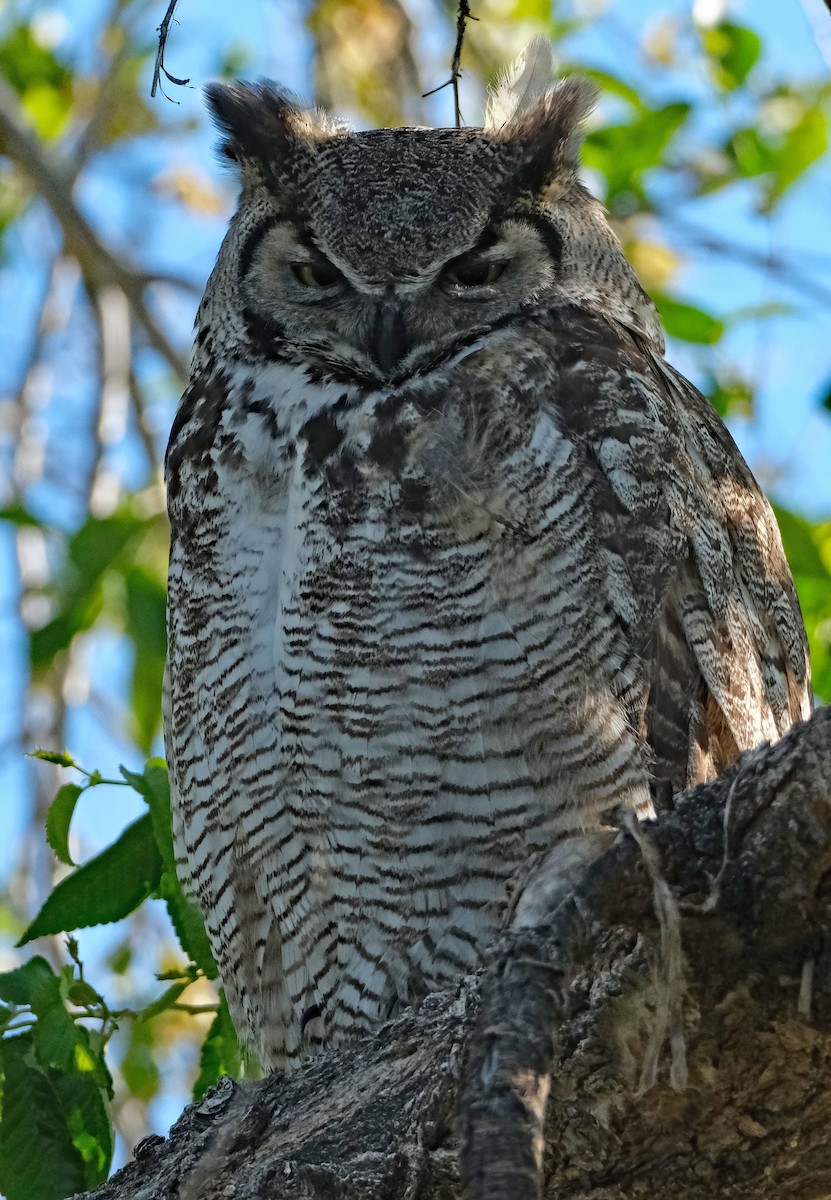 Great Horned Owl - ML618746927