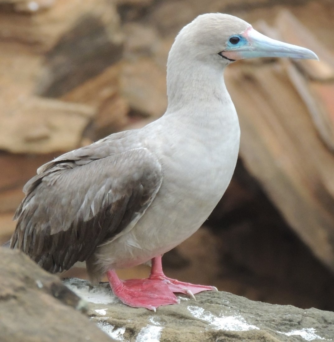 Red-footed Booby - ML618746958