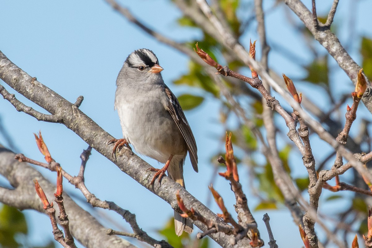 White-crowned Sparrow - ML618746959