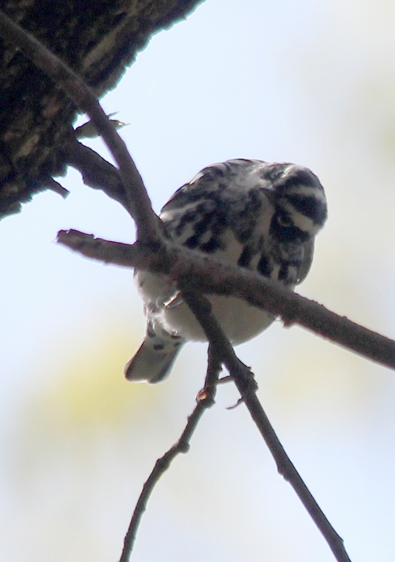 Black-and-white Warbler - ML618746962