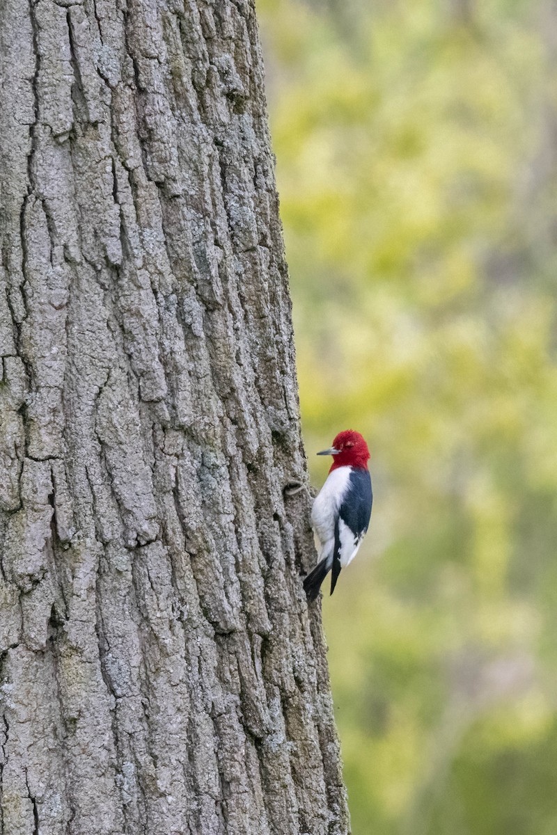 Red-headed Woodpecker - ML618746990