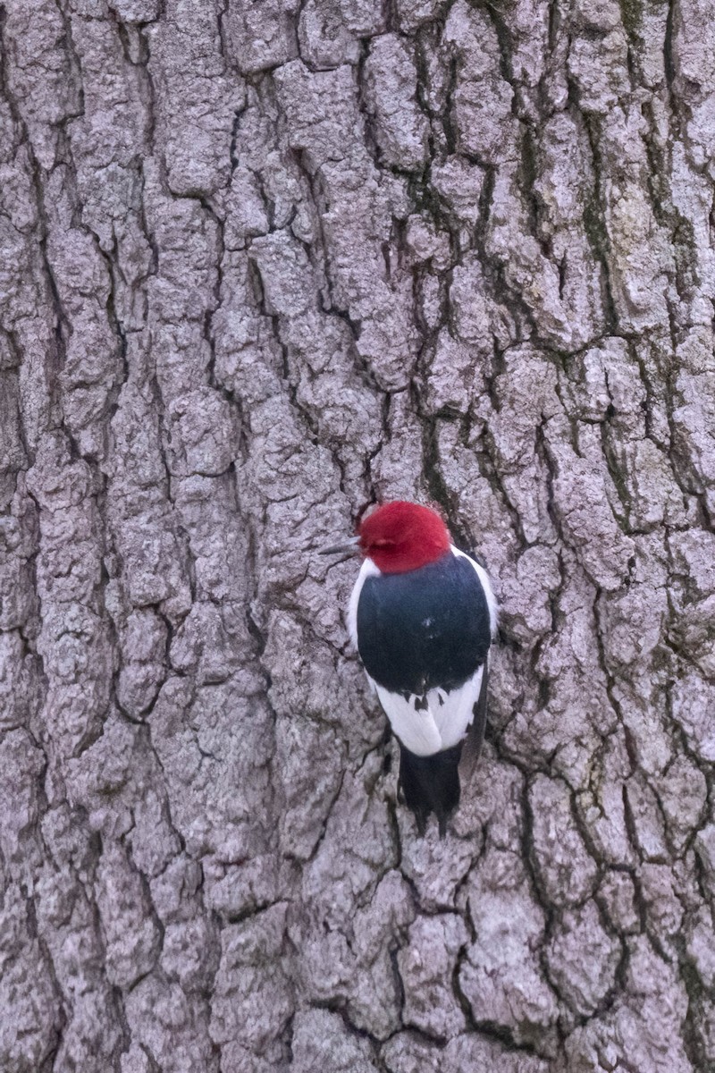 Red-headed Woodpecker - ML618746992