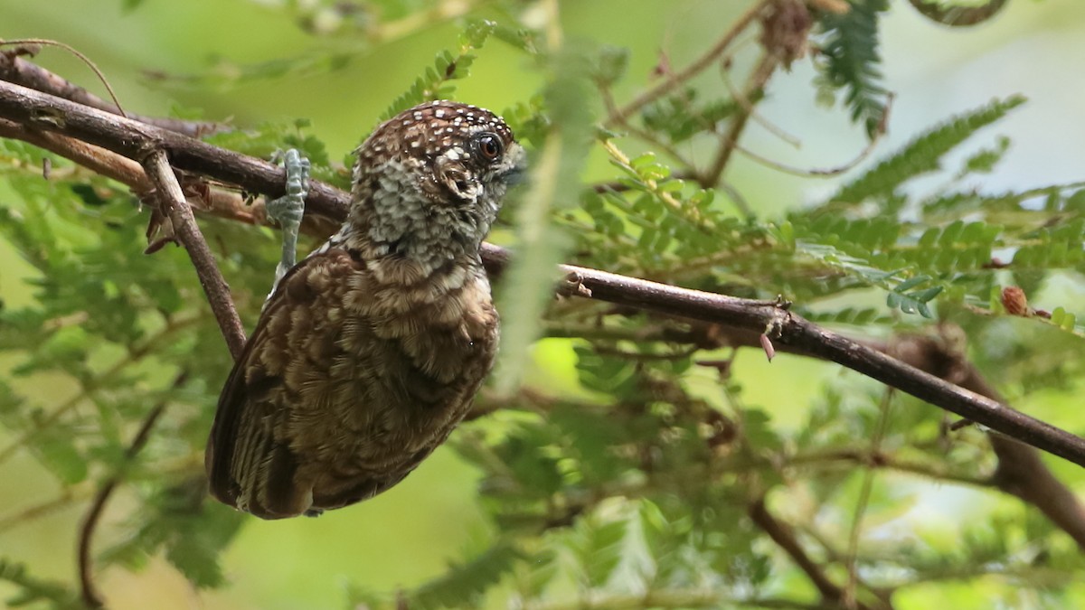 Scaled Piculet - ML618746996
