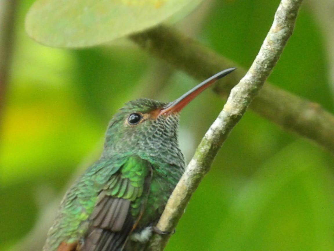 Rufous-tailed Hummingbird - ML618747006