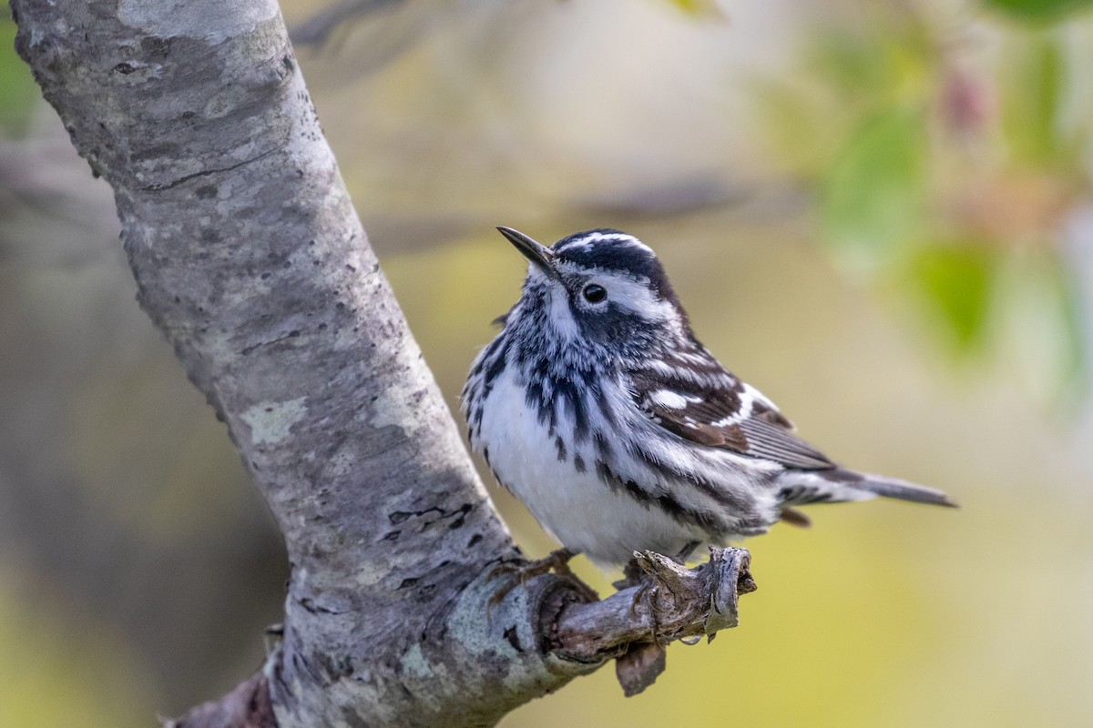 Black-and-white Warbler - ML618747012
