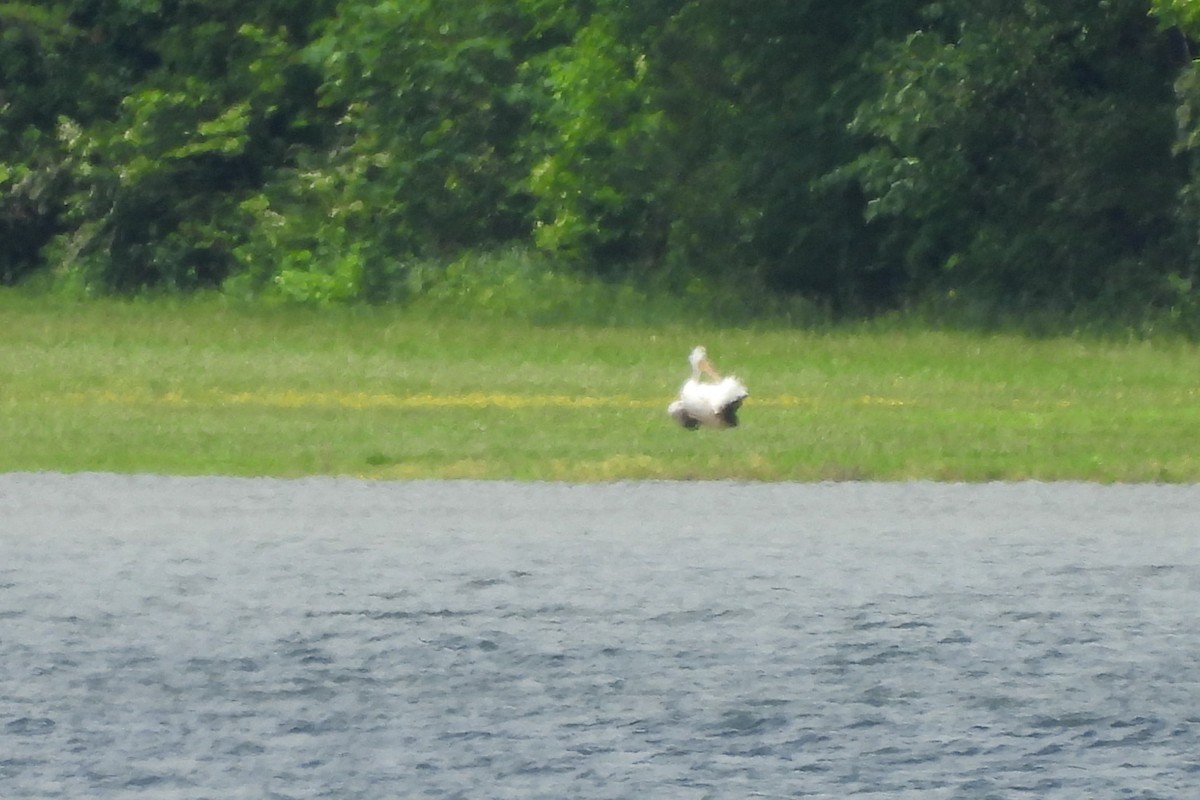 American White Pelican - ML618747013