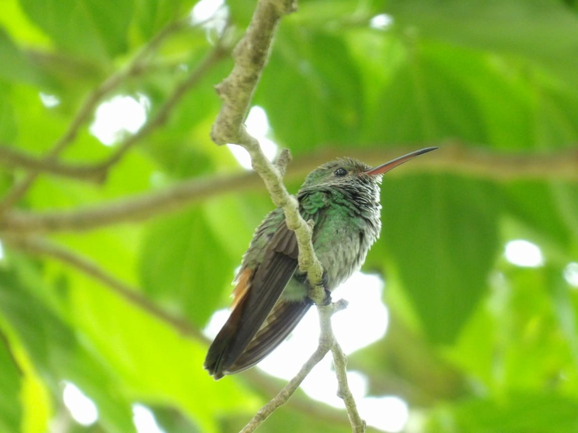 Rufous-tailed Hummingbird - ML618747022