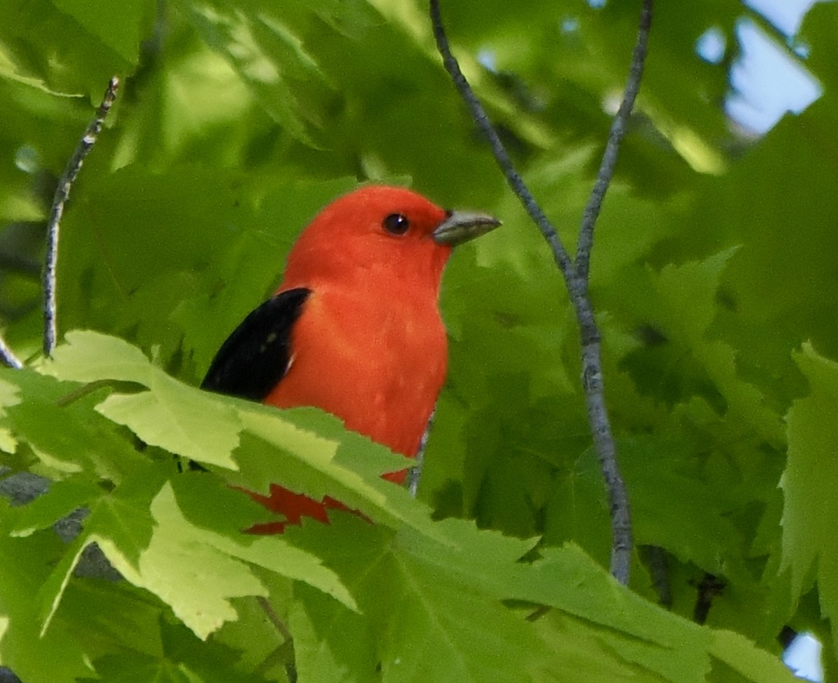 Scarlet Tanager - ML618747023