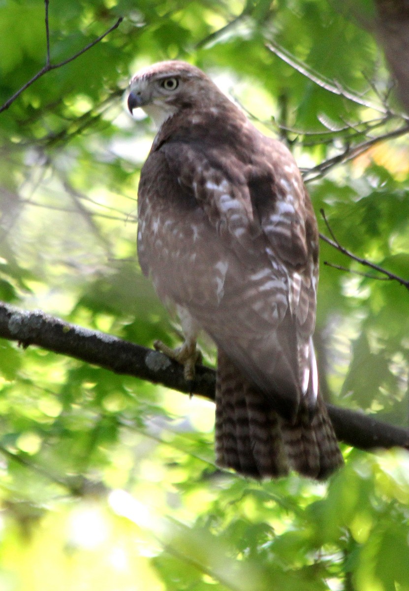 Red-tailed Hawk - ML618747028