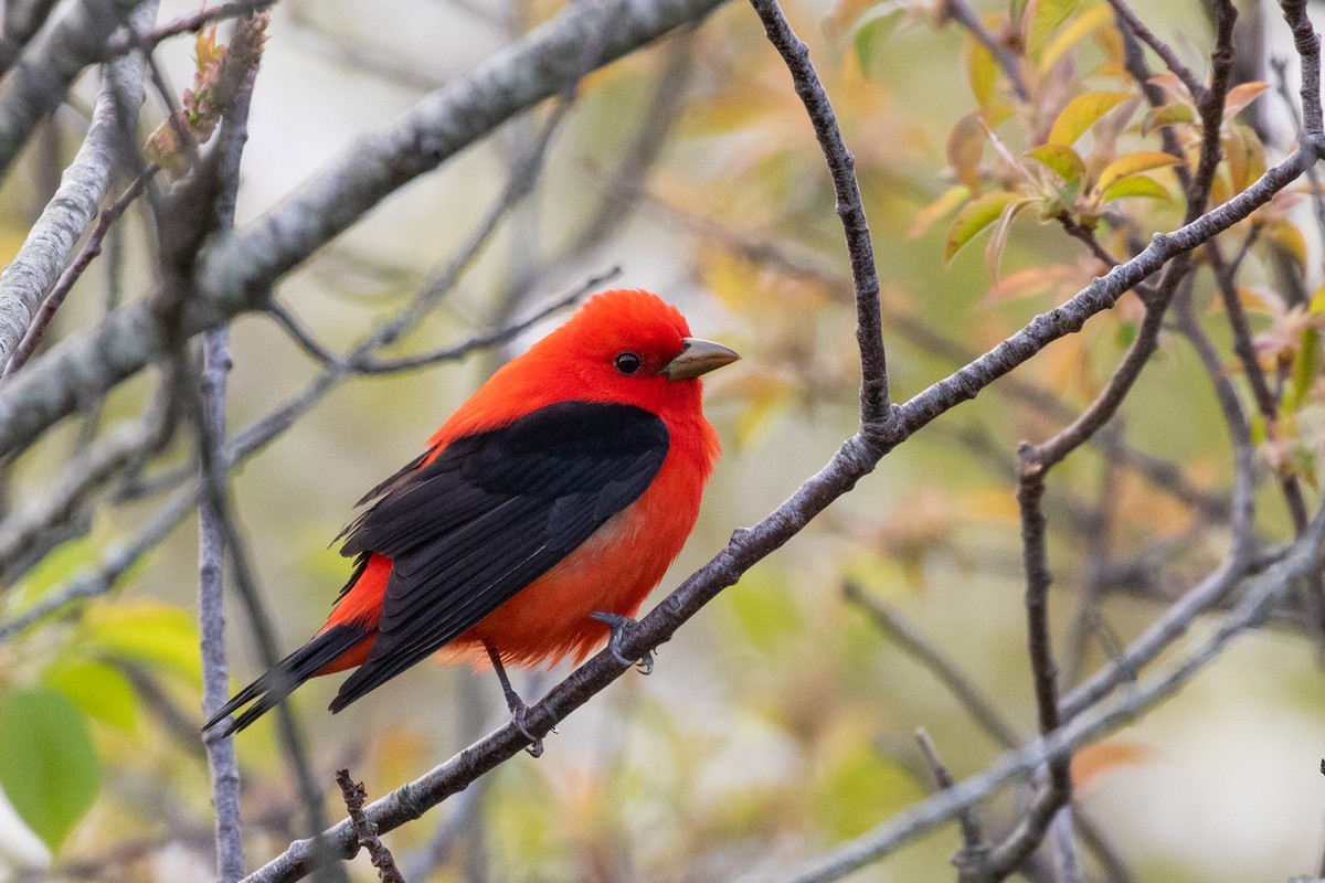 Scarlet Tanager - ML618747046