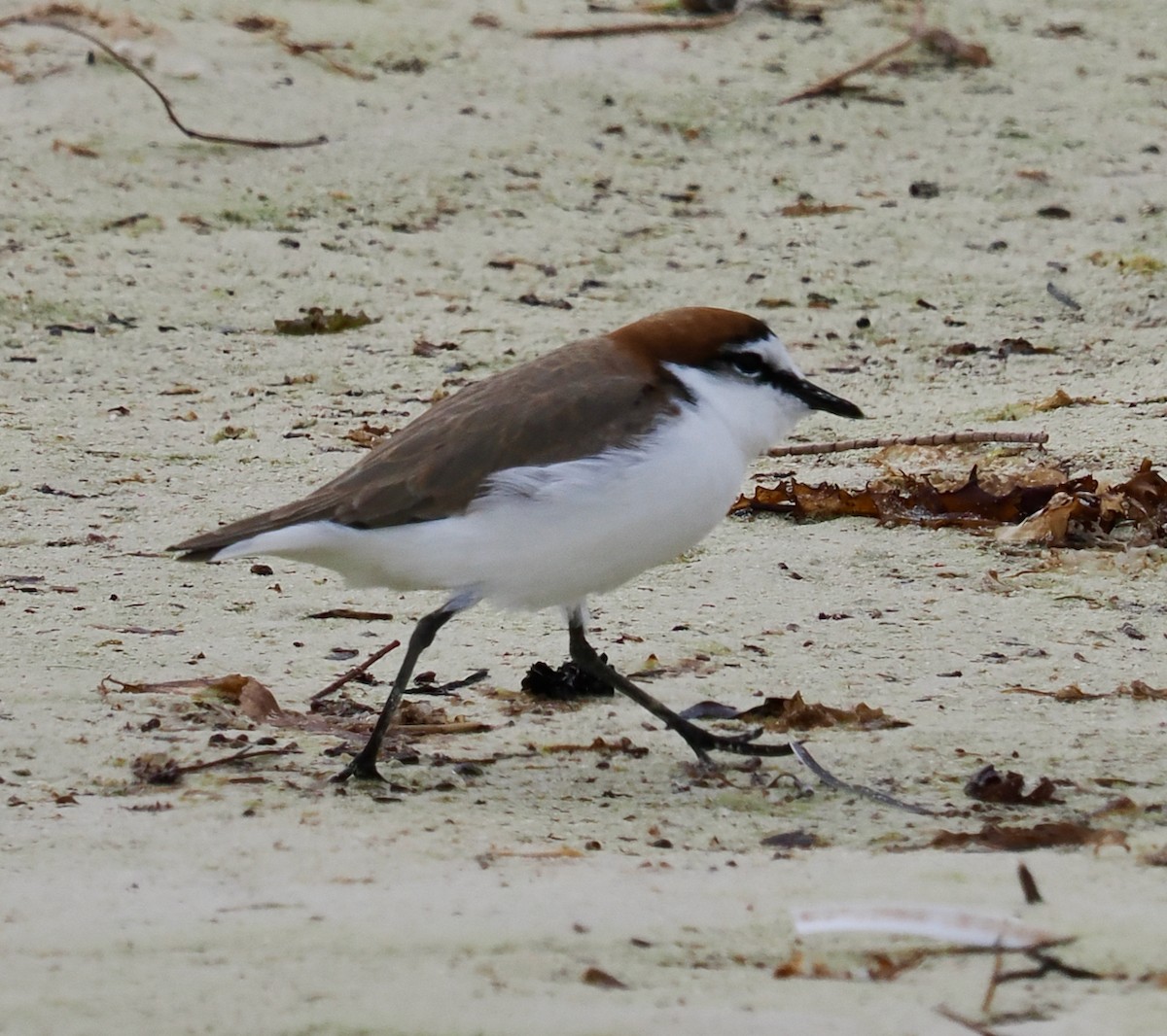 Red-capped Plover - ML618747092