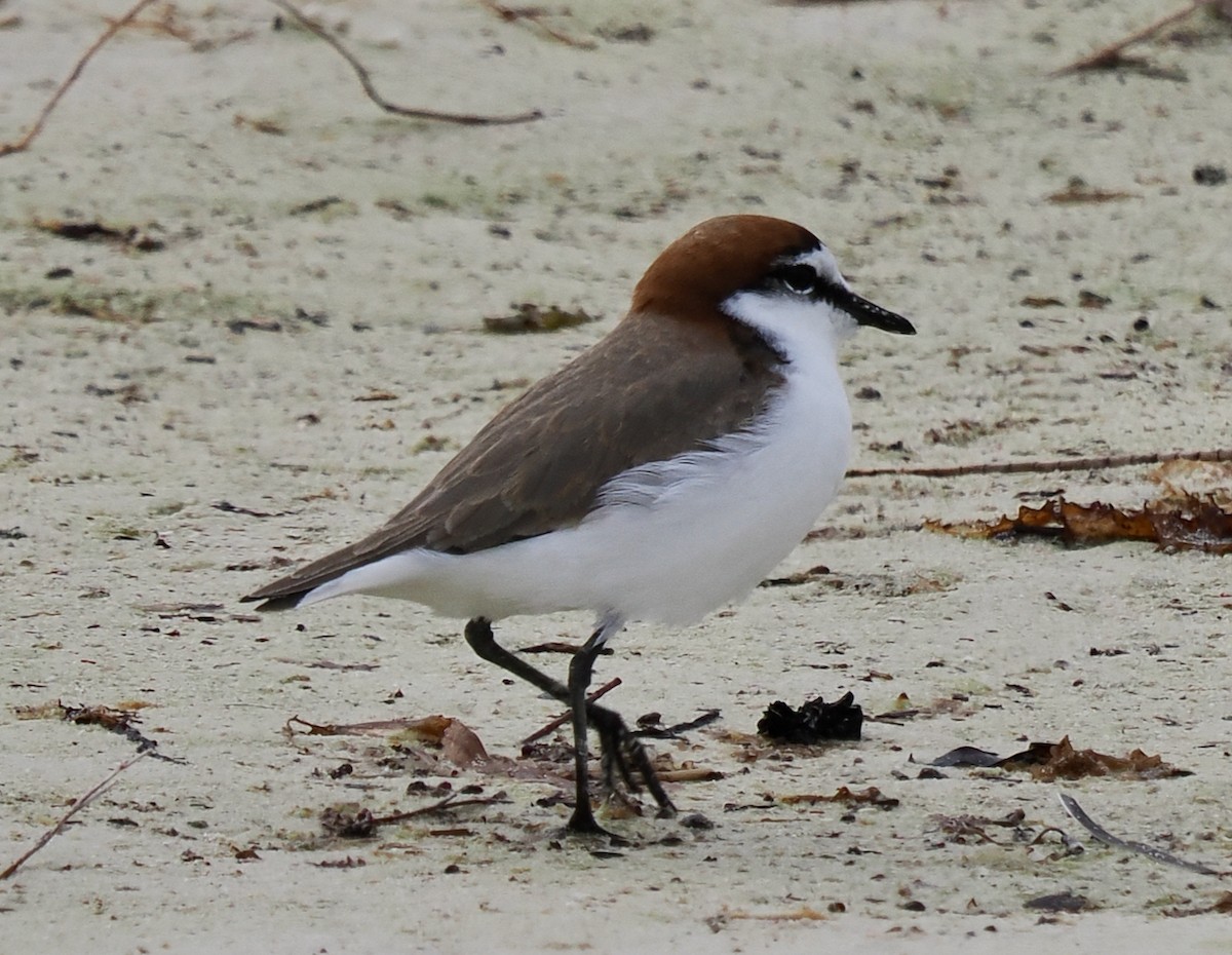 Red-capped Plover - ML618747093