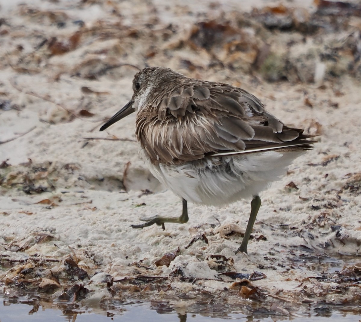 Great Knot - ML618747138