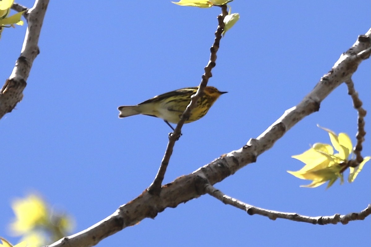 Cape May Warbler - ML618747141