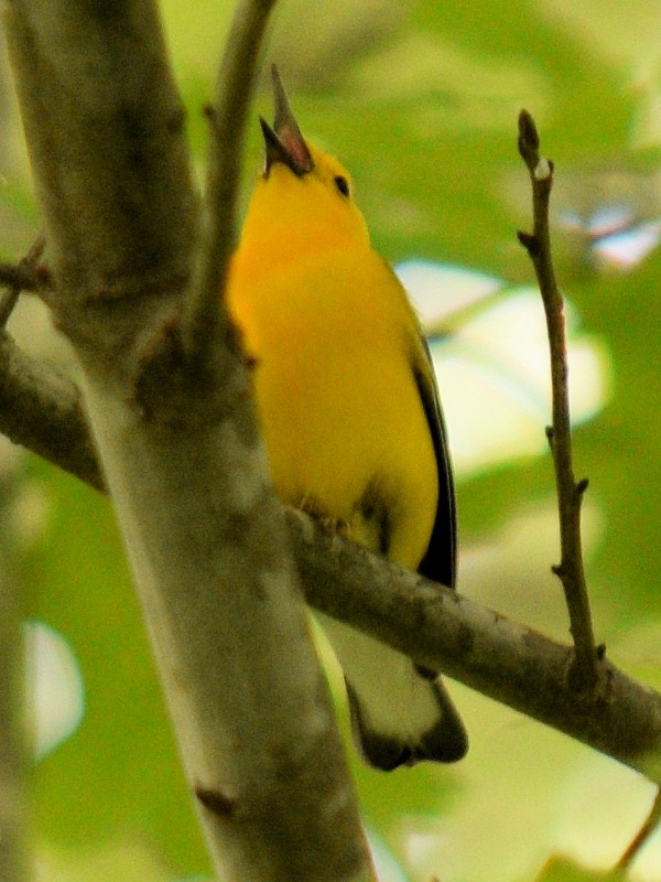 Prothonotary Warbler - ML618747147