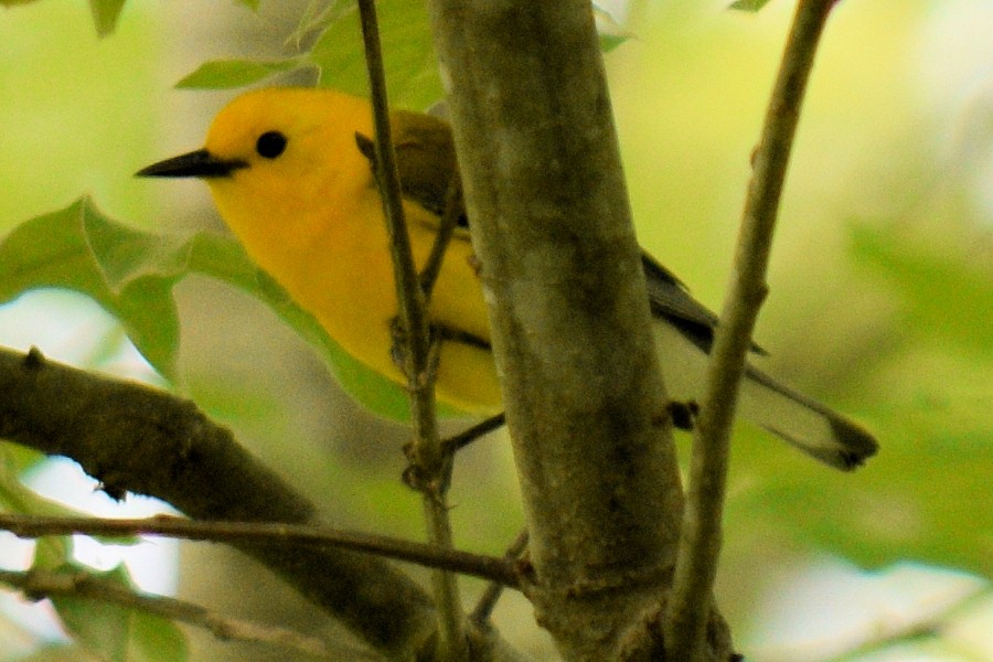 Prothonotary Warbler - ML618747160