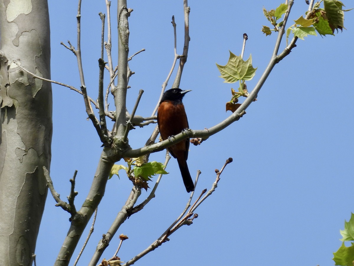 Orchard Oriole - ML618747246
