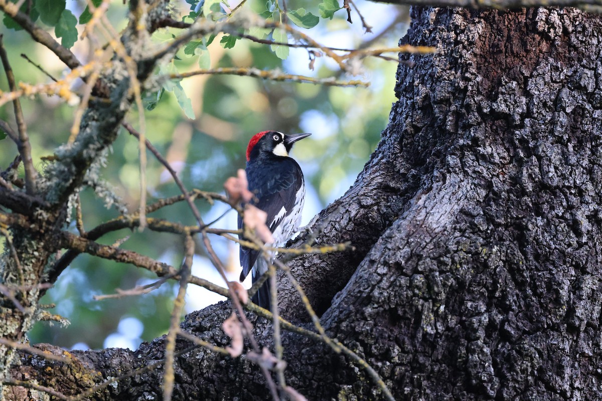 Acorn Woodpecker - ML618747281