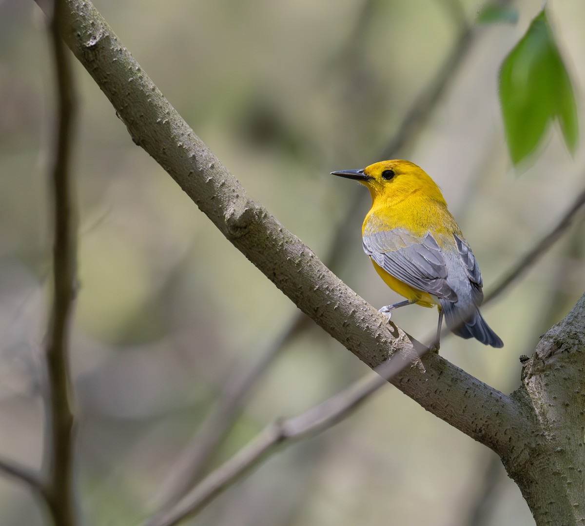 Prothonotary Warbler - ML618747283